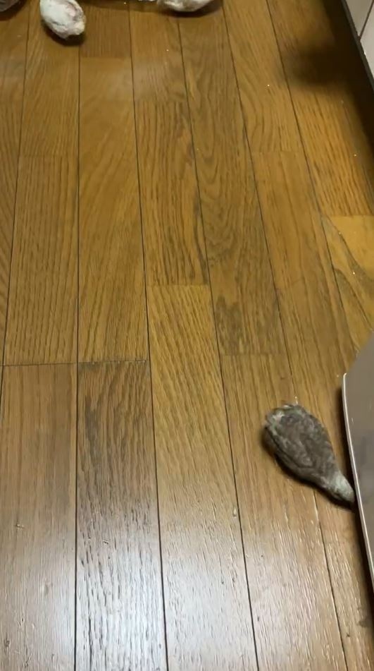 家具の下まで掃除してくれます