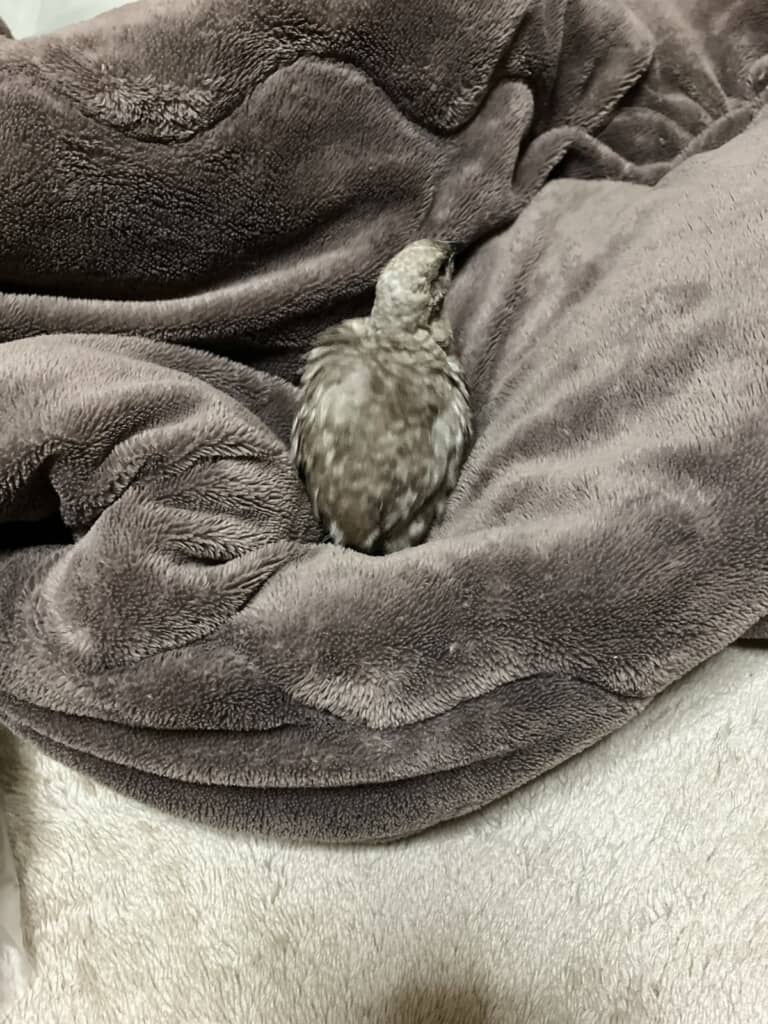 毛布の上でゆったり