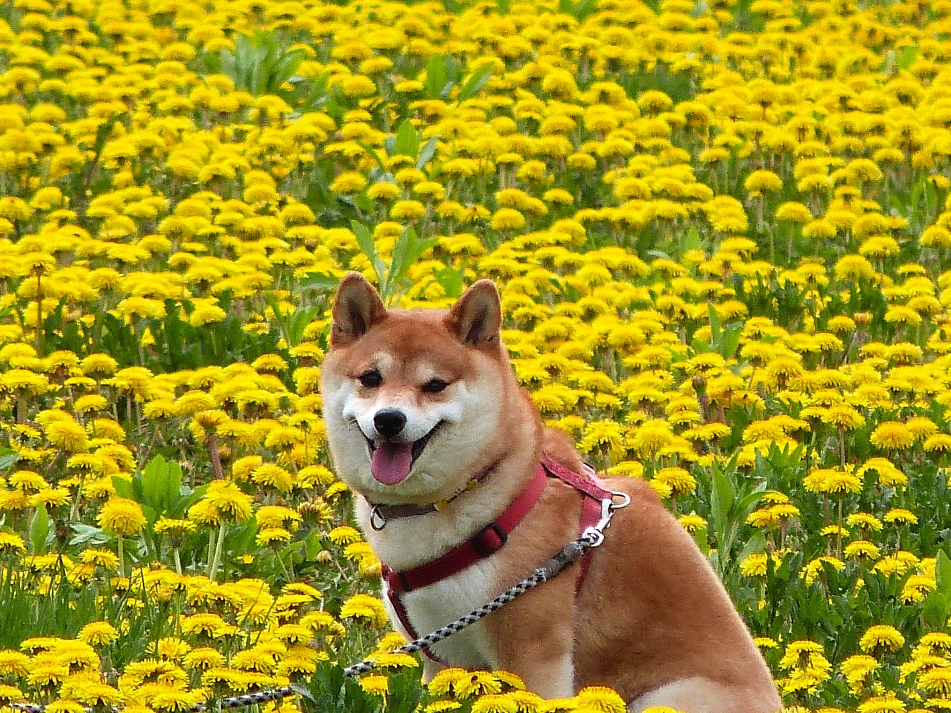 女性が選ぶ】「子どもと一緒に育てたい犬種」ランキングTOP26！ 第1位は「柴犬」【2025年最新調査結果】（1/2） | 動物 ねとらぼリサーチ