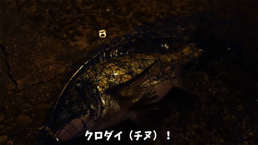クロダイが釣れました！