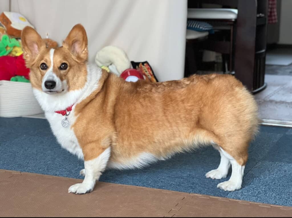 ポーズを決めるアインくん