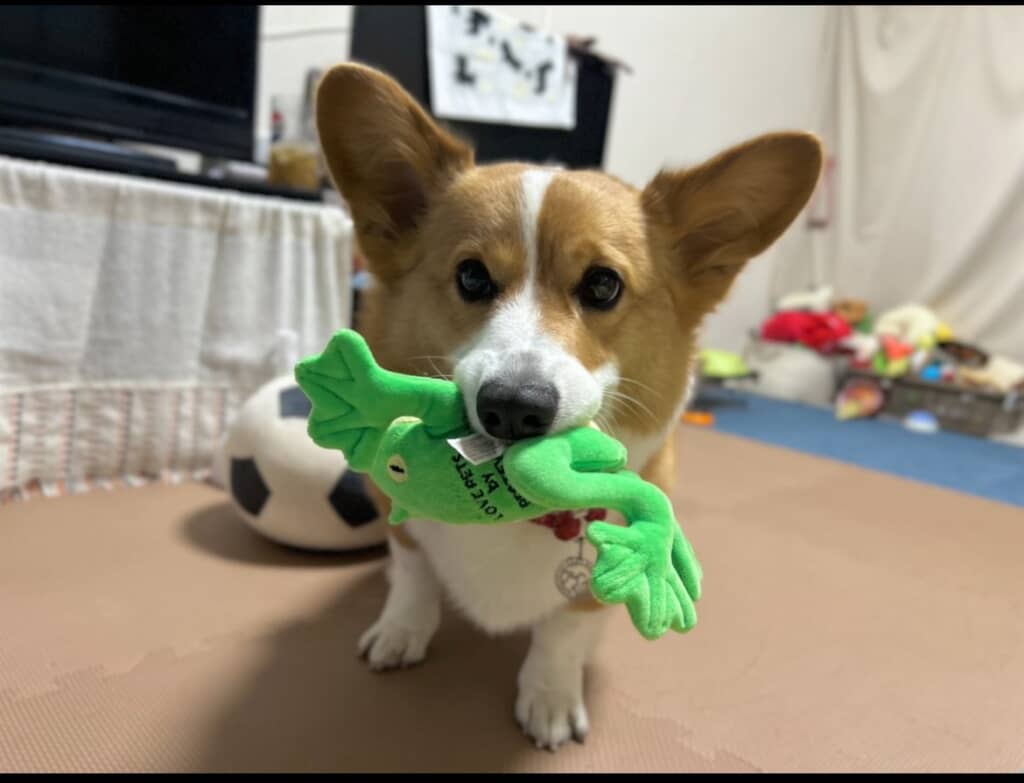 おもちゃをくわえています