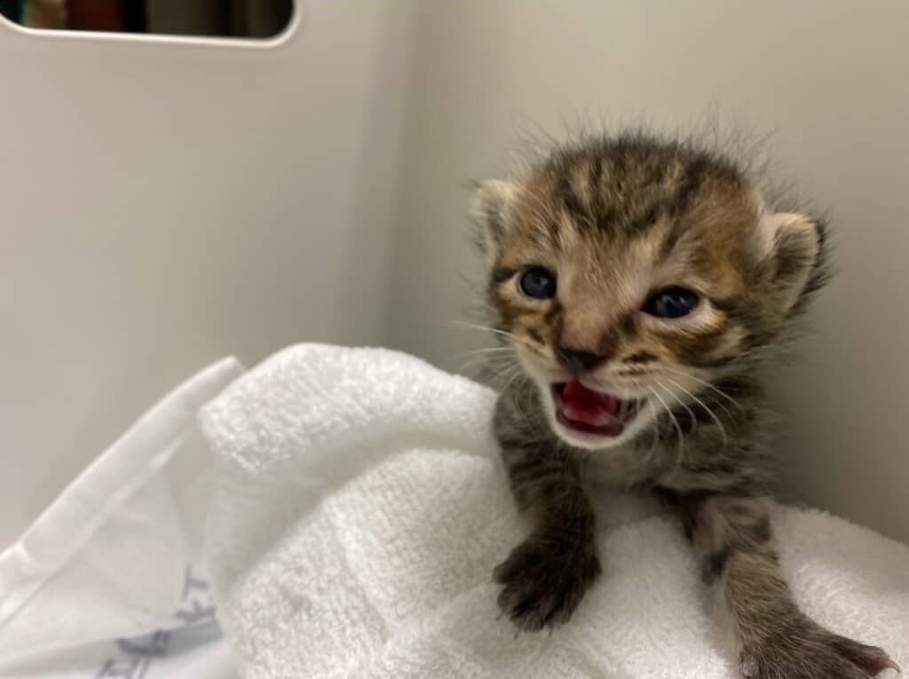 保護当時の子猫