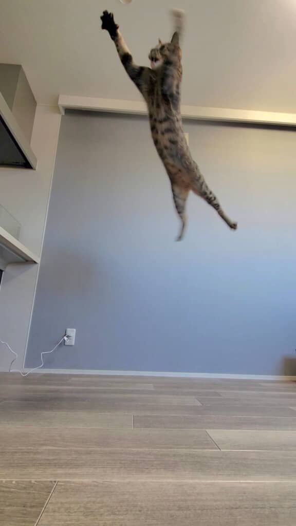 ジャンプする猫