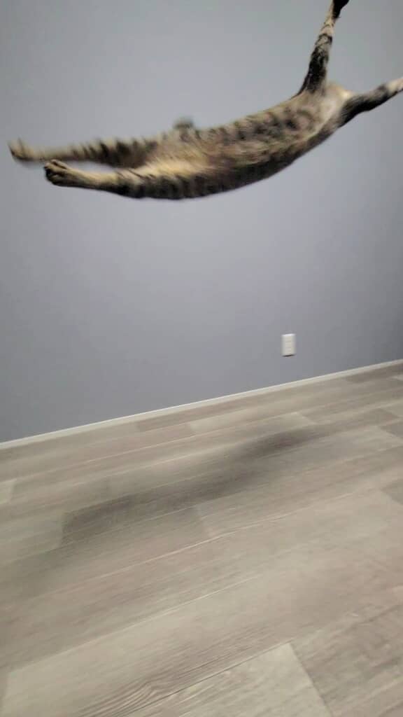 アクロバティックな猫
