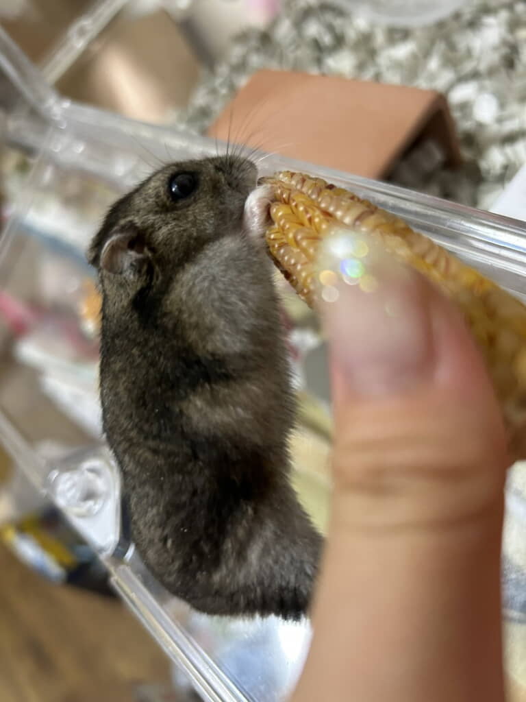 出かける前にはむちむちとついていた粒が……
