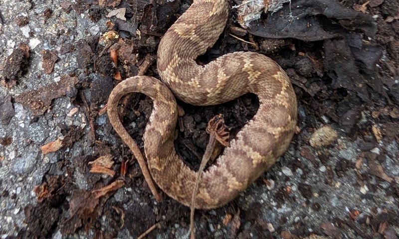 外出中、地面をふと見たら……　1350万表示の超レアなヘビの頭に仰天「すごいすごいすごい！！」「えぇぇ」（1/3） | その他生き物 ねとらぼ