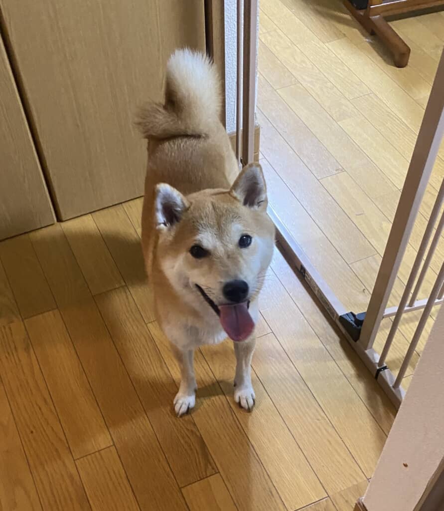 なんかチョーダイ！