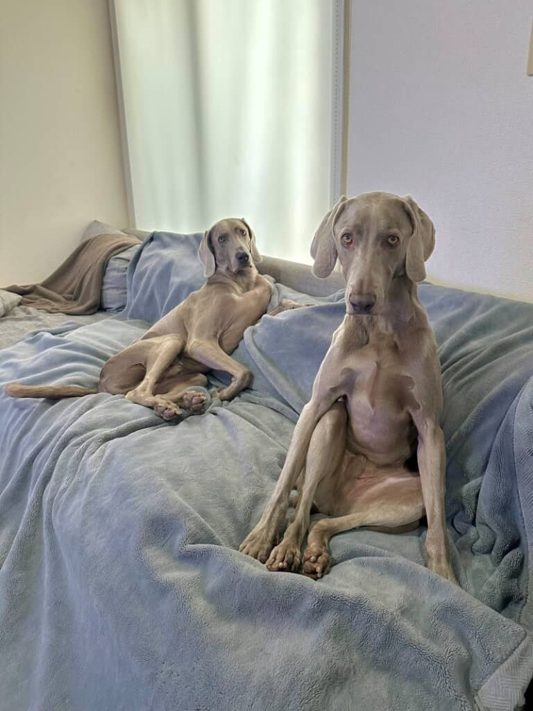 人間味あふれる2匹