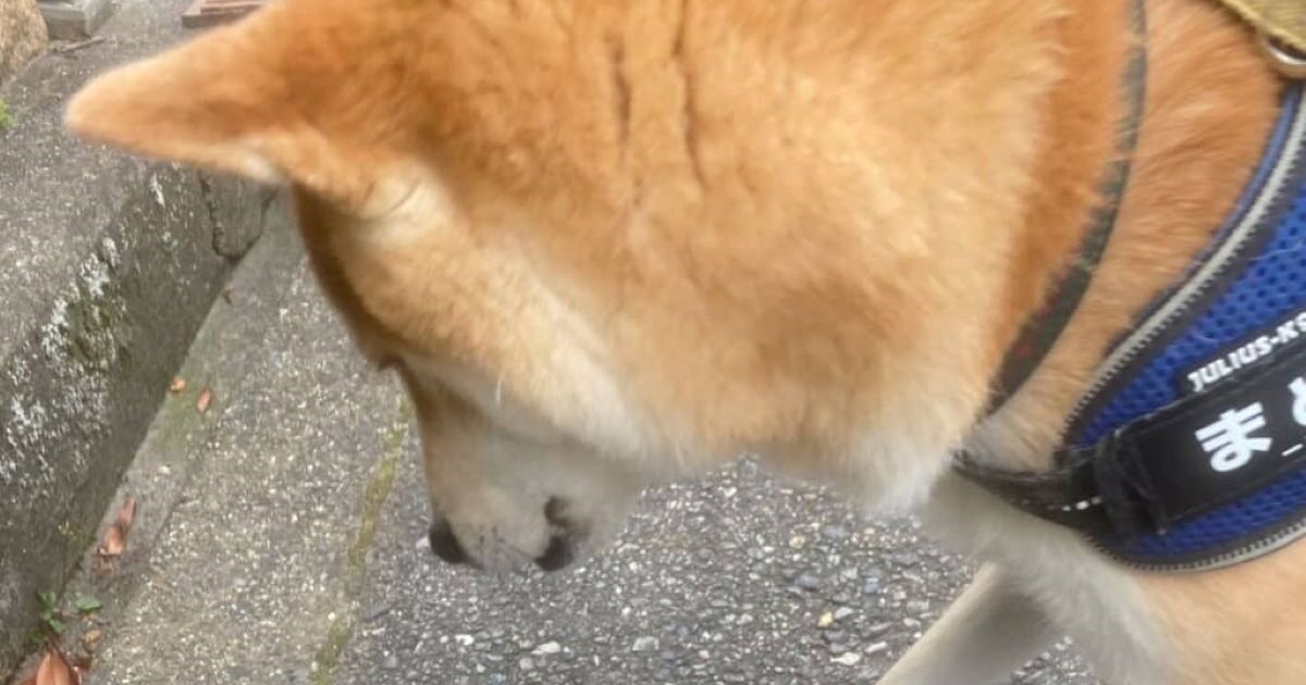 散歩中、急に立ち止まった柴犬→足元を見ると……　「こんなとこに？」発見した“まさかのもの”に飼い主も驚き | 犬 ねとらぼ