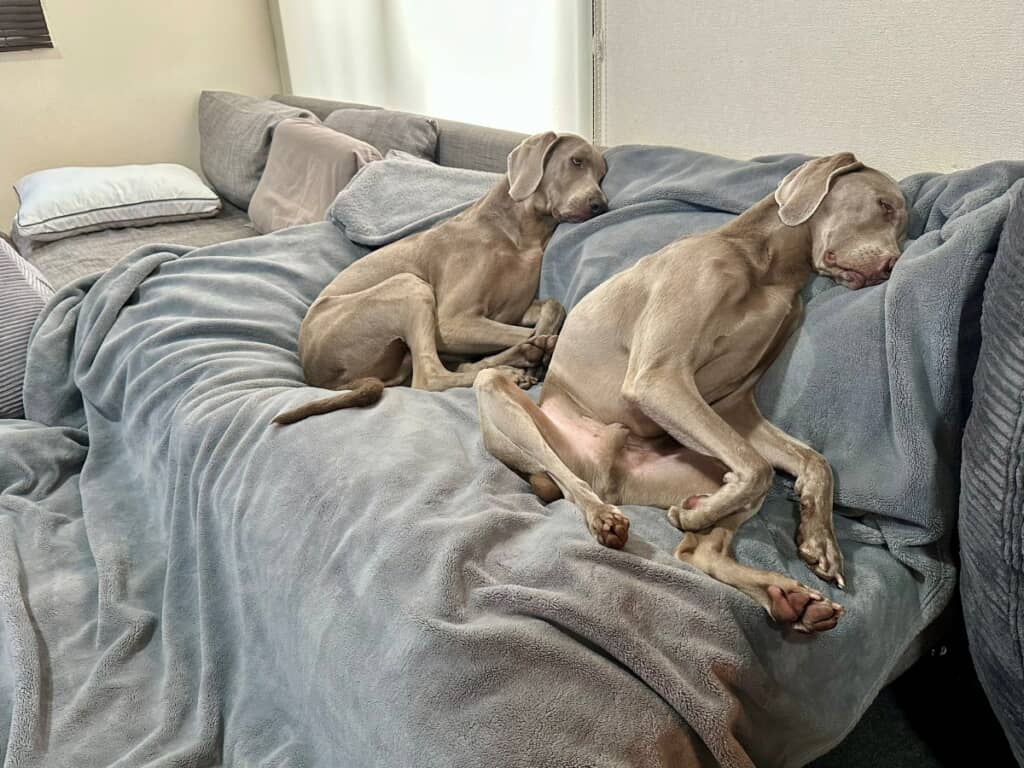 同じ体勢で眠る兄弟