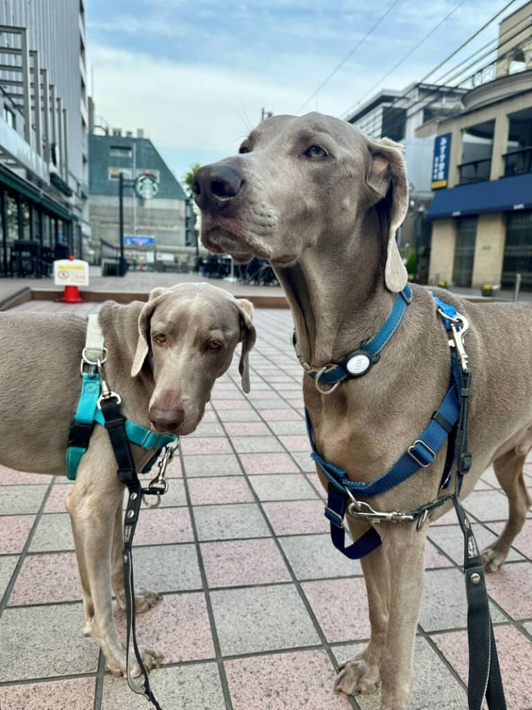 お散歩中の兄弟