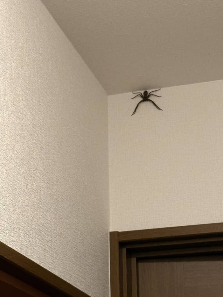 天井の隅に巨大なアシダカグモが……!!