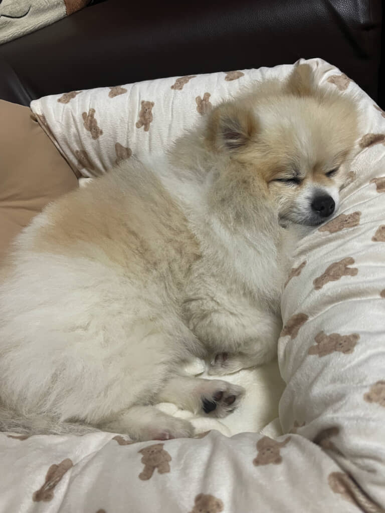 寝顔もかわいい