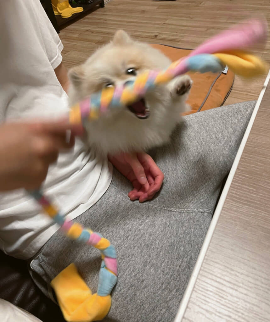 雨でお散歩に行けなかった日