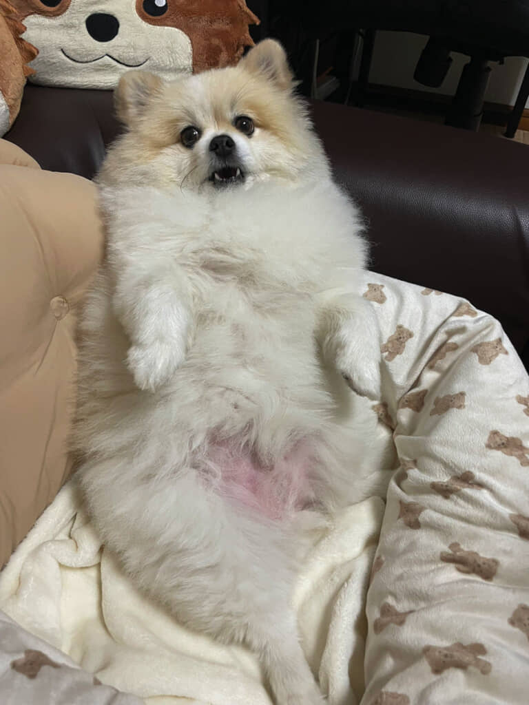 早くお腹をなでろの顔