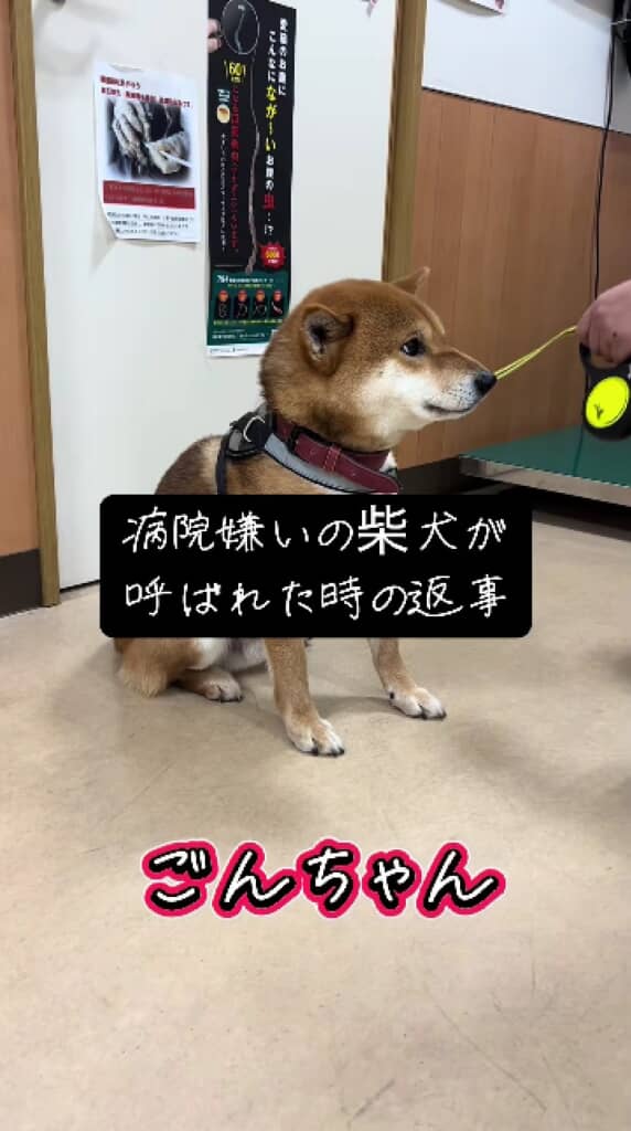 医院長さんに話しかけられたごんちゃん