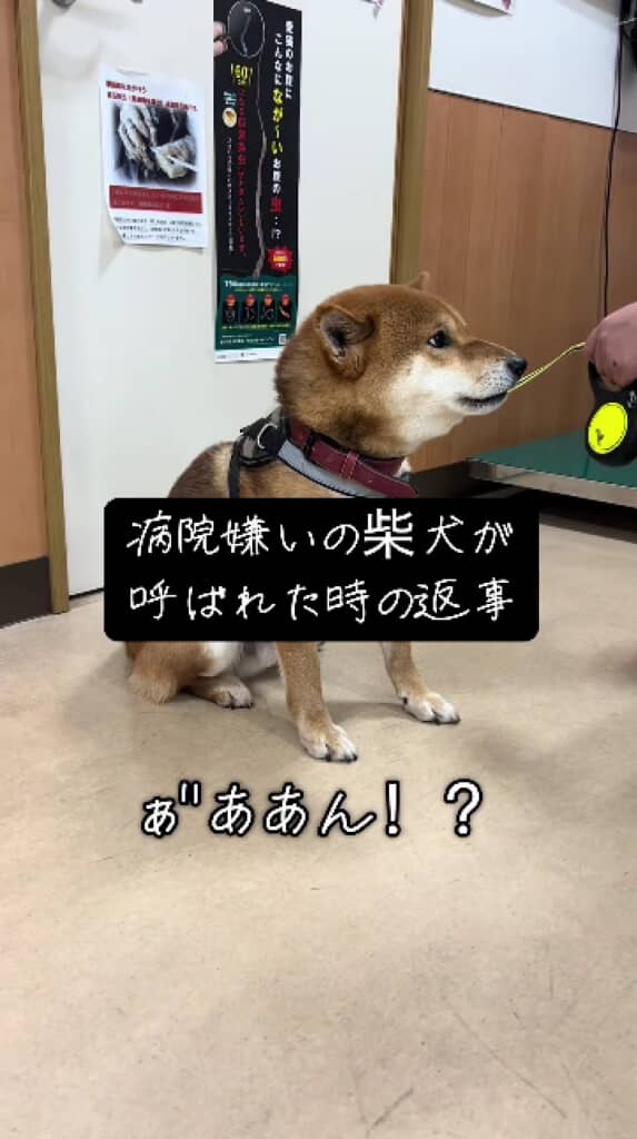 ガルガル言ってるごんちゃん