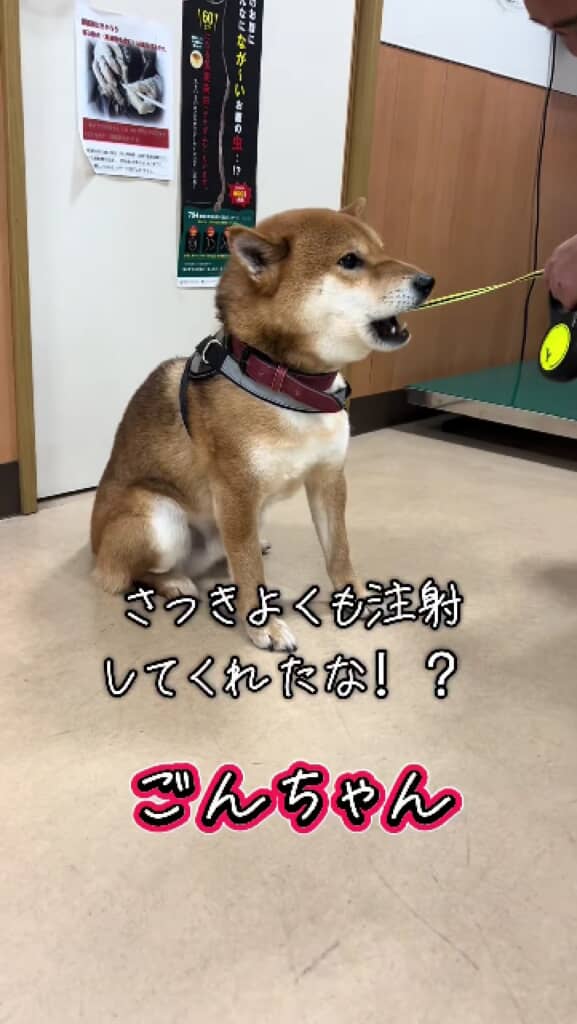 唸るごんちゃん