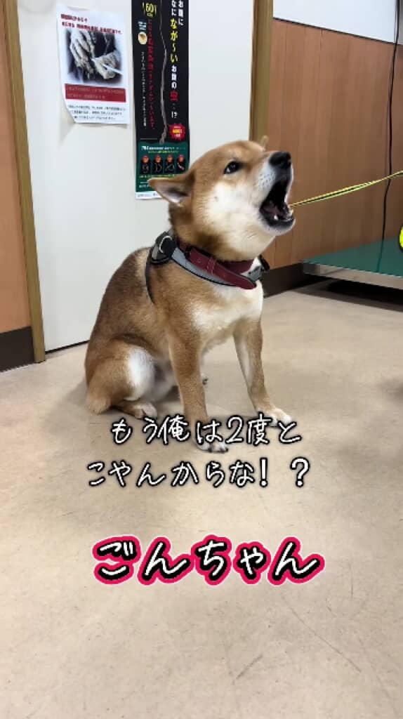 ごんちゃん「もう注射しないから！」