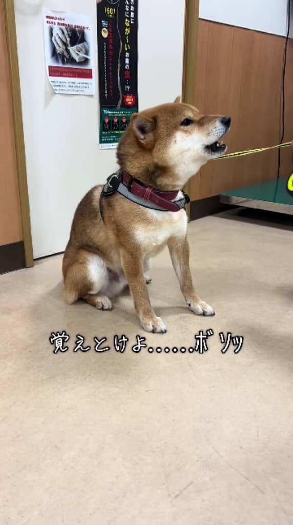 小さく吠えるごんちゃん
