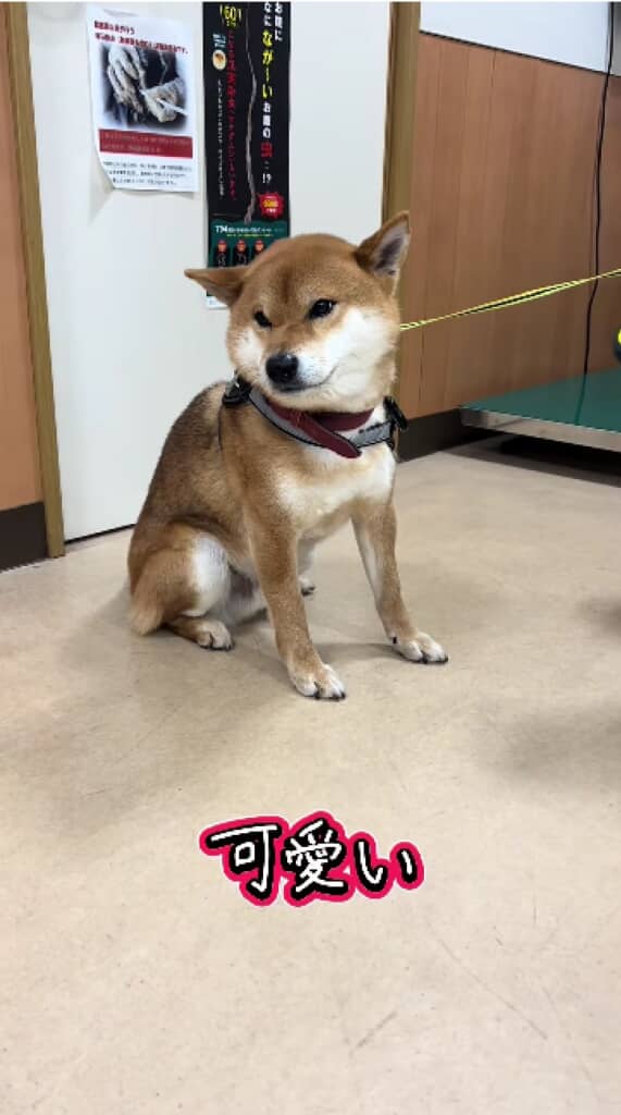褒められてもそっぽを向いちゃうごんちゃん
