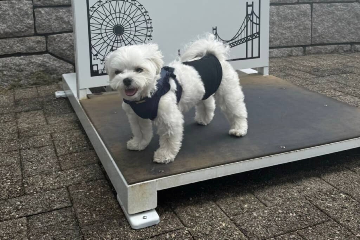 真っ白ふわふわな愛犬、しかし“心の中”は……？　思わずニヤリのおでかけショットが210万表示「その通りです」「ぐうの音も出ない」（1/3） | 犬 ねとらぼ