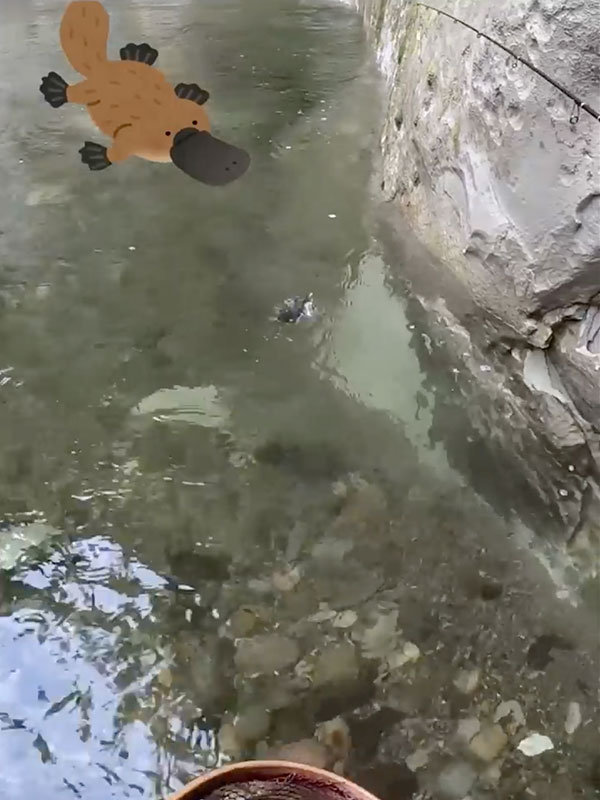 川を泳ぐ動物