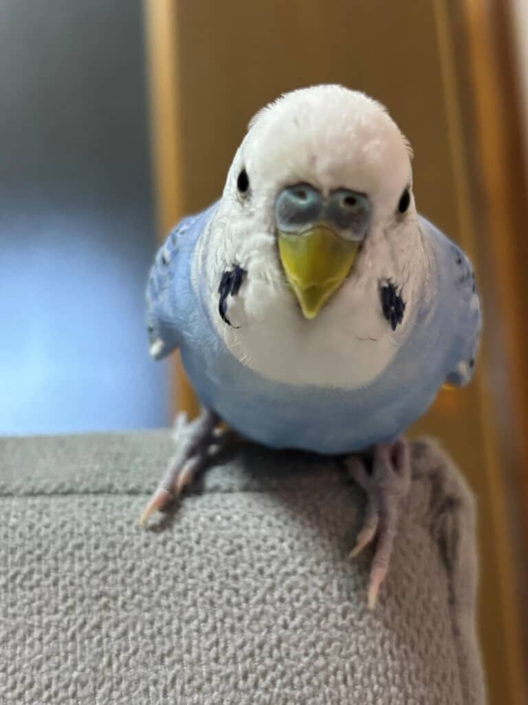 インコのドアップ