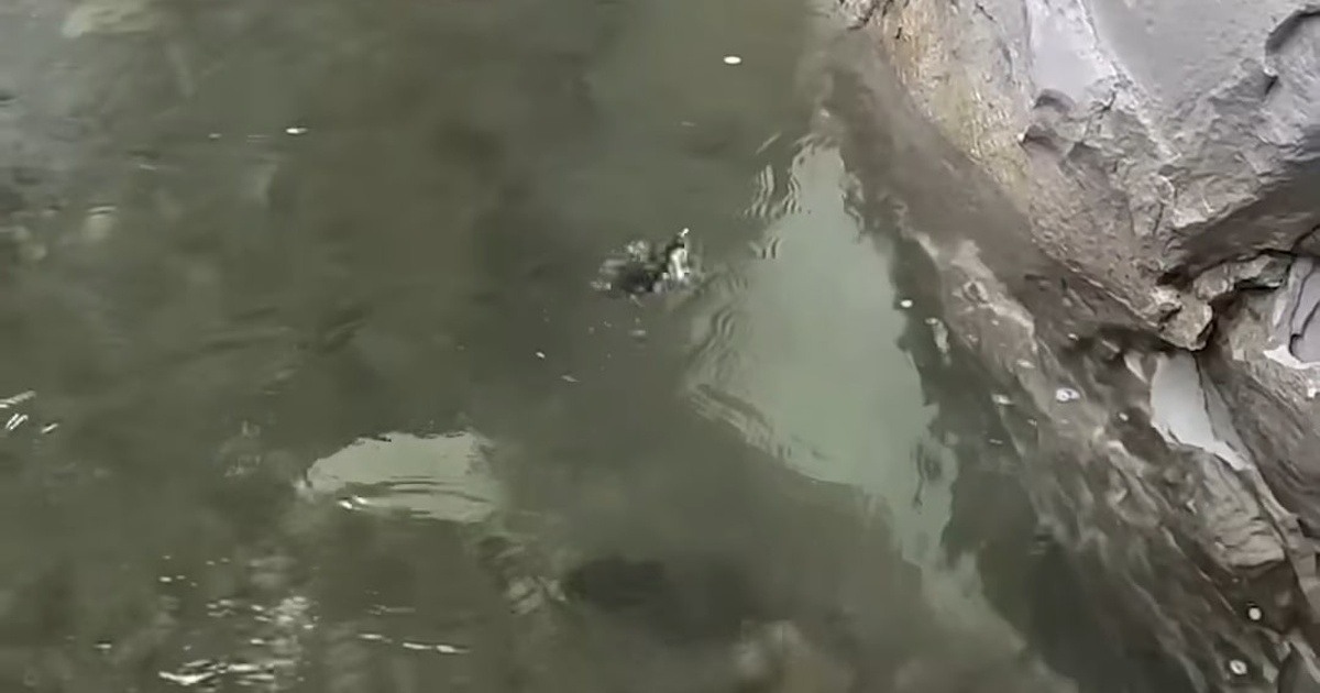 川で溺れる見慣れない動物→網ですくうと……　2300万再生の奇跡の救出劇に「命の恩人」「恩返しが」と大反響　投稿主に話を聞いた | その他生き物 ねとらぼ