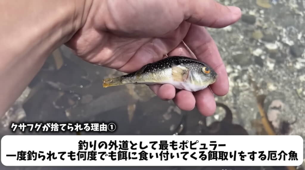 陸に捨てられ乾燥していたクサフグ。捨てられる理由も説明
