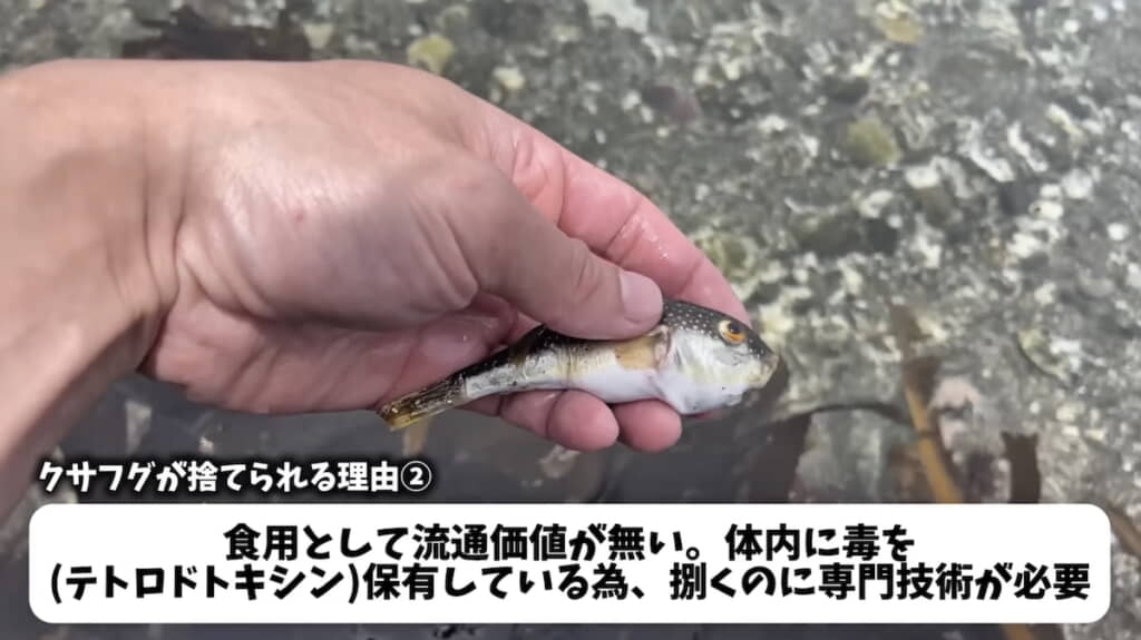 有毒で食べられないことも捨てられる理由の1つ
