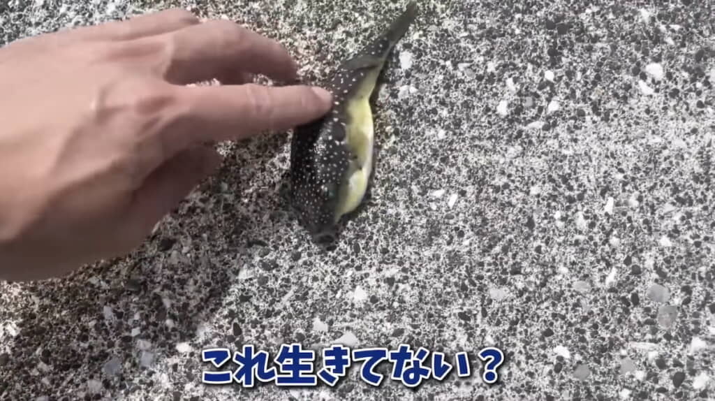 息のあるフグを発見。本当は手で触れないほうがいいが、急いで水に入れることを優先