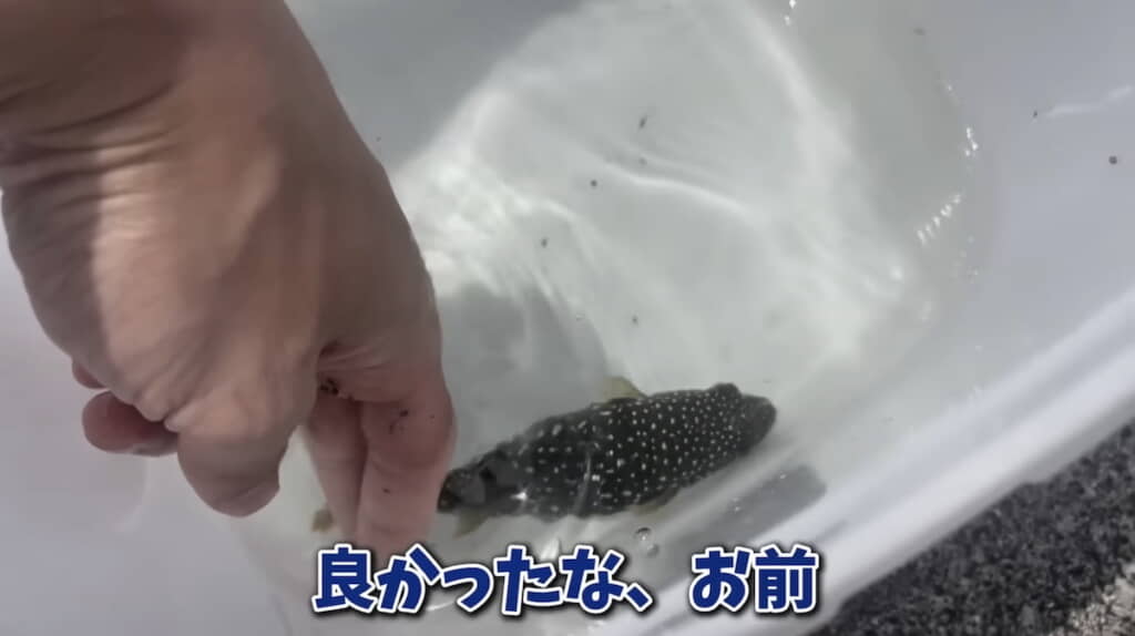 海水に入れると泳ぎはじめた
