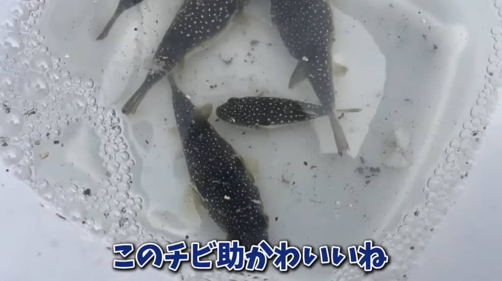復活した5匹のフグたち
