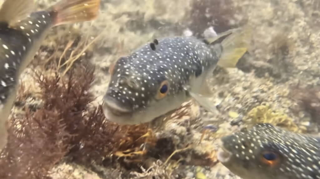 生きて海へ戻ったフグたち