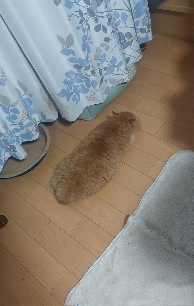 フワフワもちもちの揚げパンみたい！