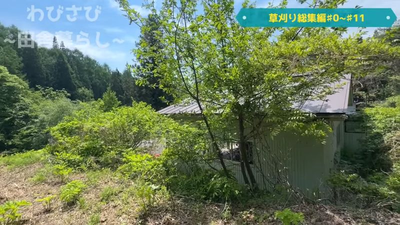 木が大量に生えているガレージの脇