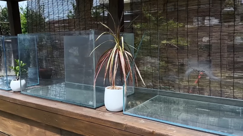 3つ並んだ水槽