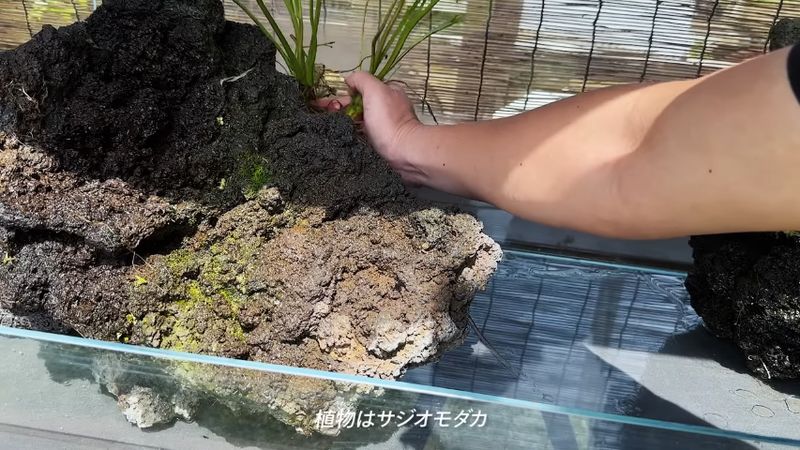 溶岩石にサジオモダカを飾り付ける
