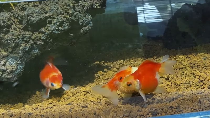新しい水槽で泳ぐ3匹の金魚