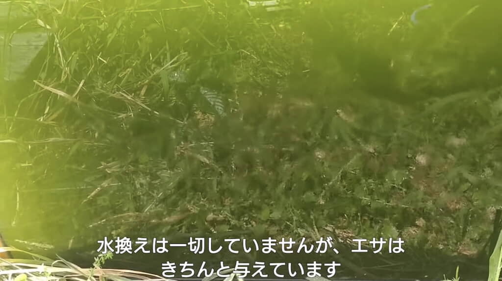 横から水槽をのぞくと……
