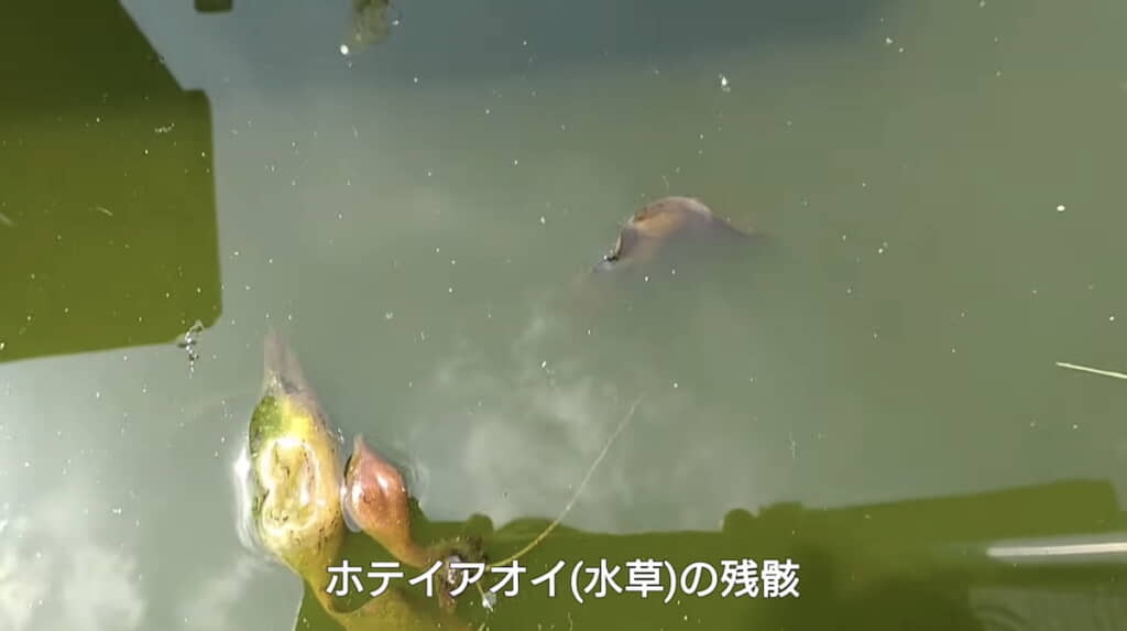 上からだと透明度ゼロ
