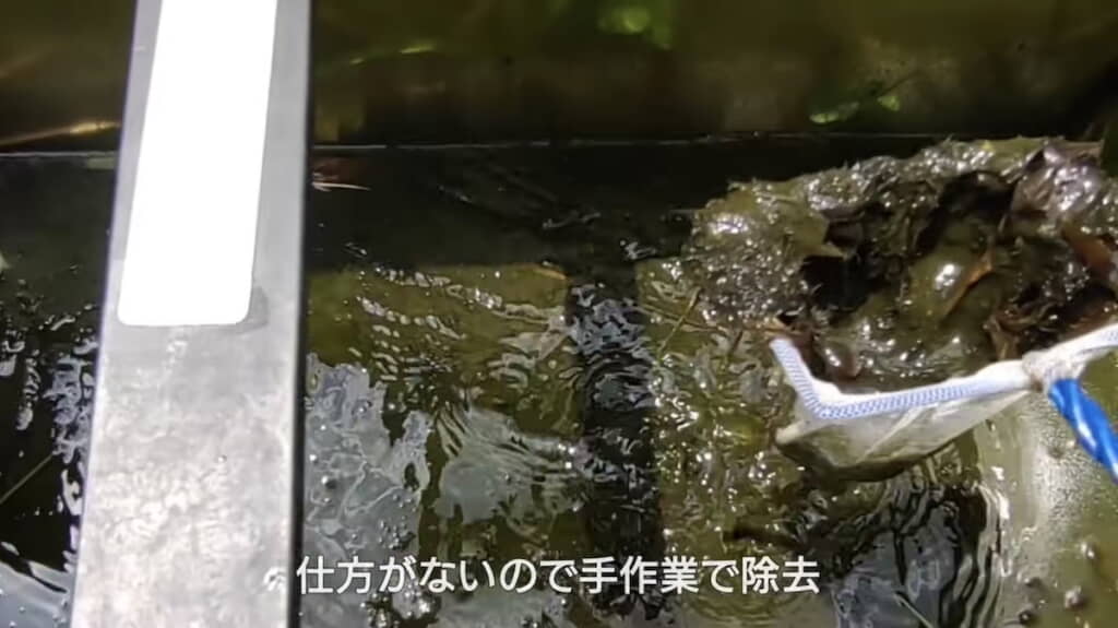 腐敗した水草の根を手作業ですくう
