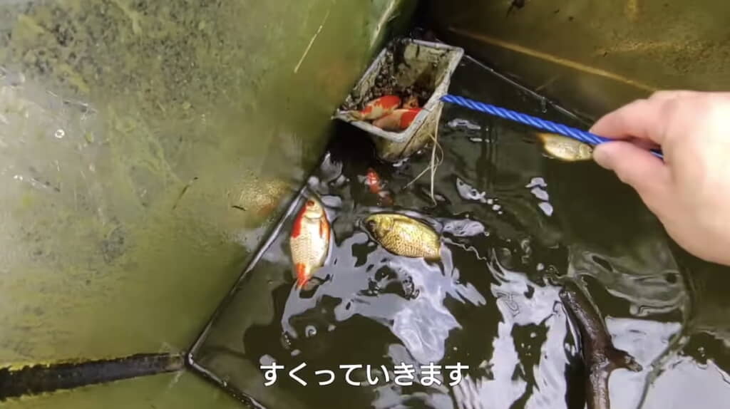 金魚たちを網ですくって避難させる
