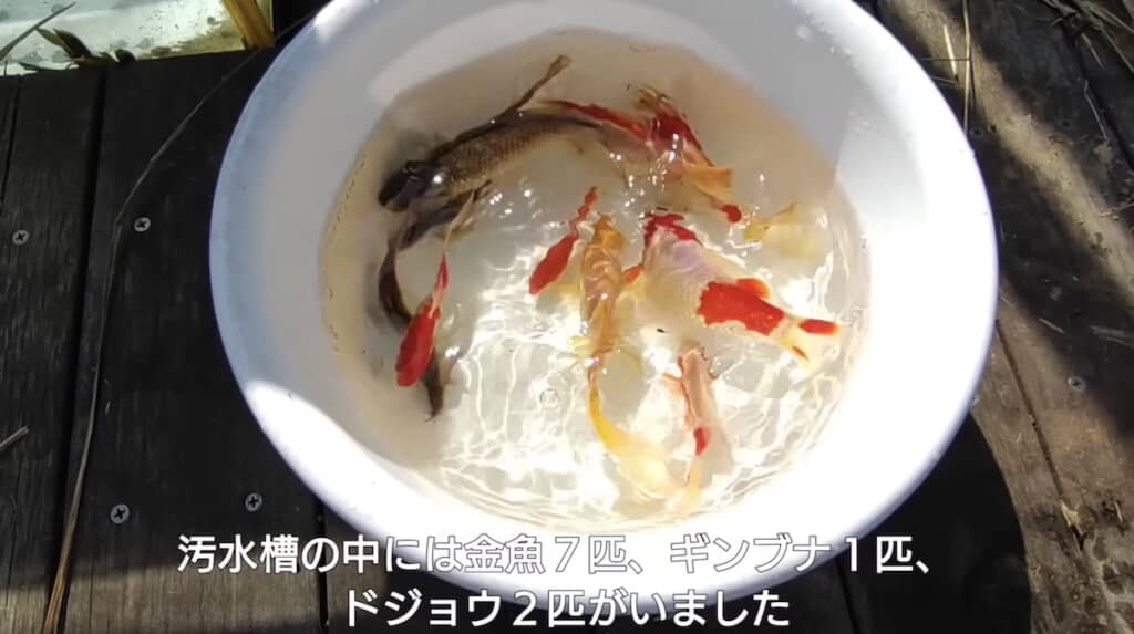 元気そうな金魚たち
