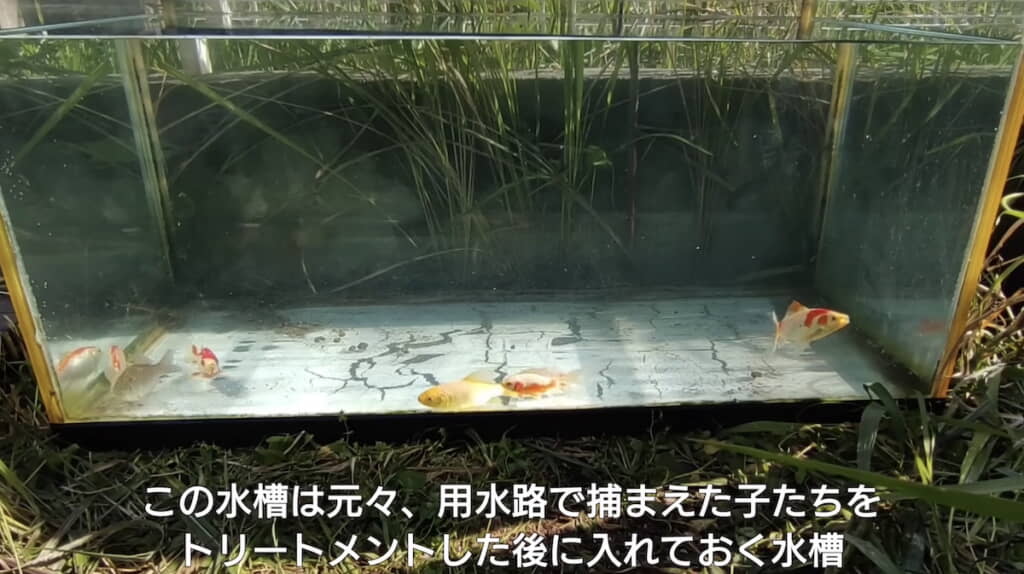 すっかりキレイになった水槽に戻された金魚たち
