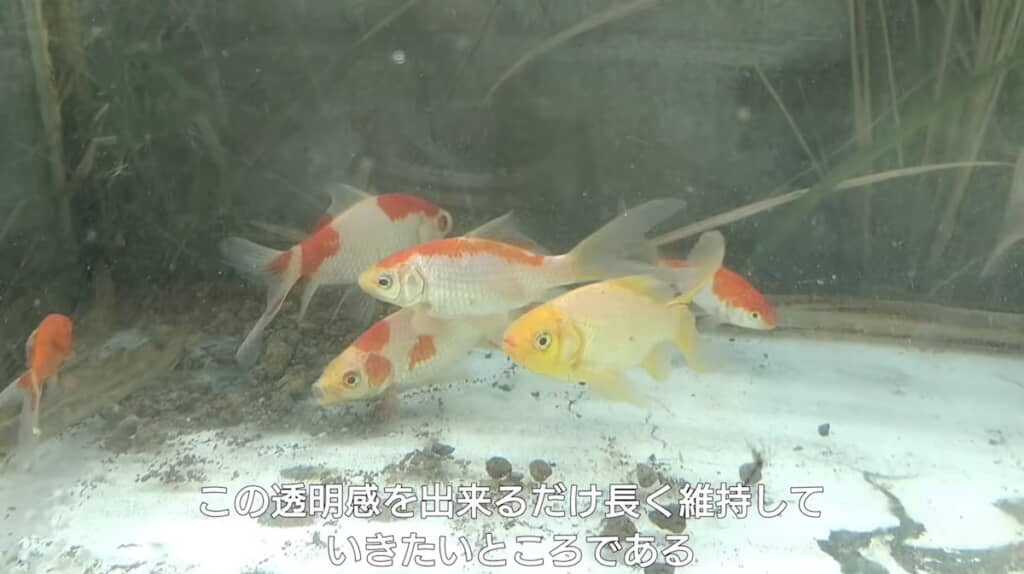 個性豊かな“野良”たち
