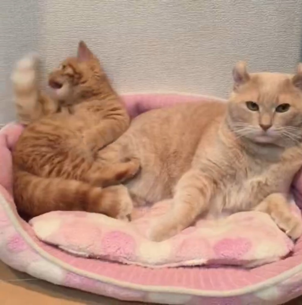 先輩猫さんの尻尾で遊ぶ子猫です