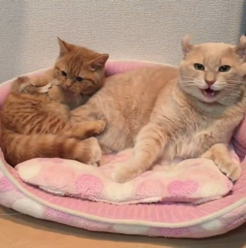 尻尾を噛まれてちょっぴりオコな先輩猫さん